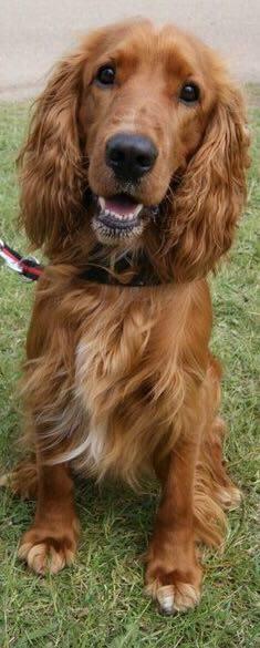 Cocker spaniel SMUT  billede 4