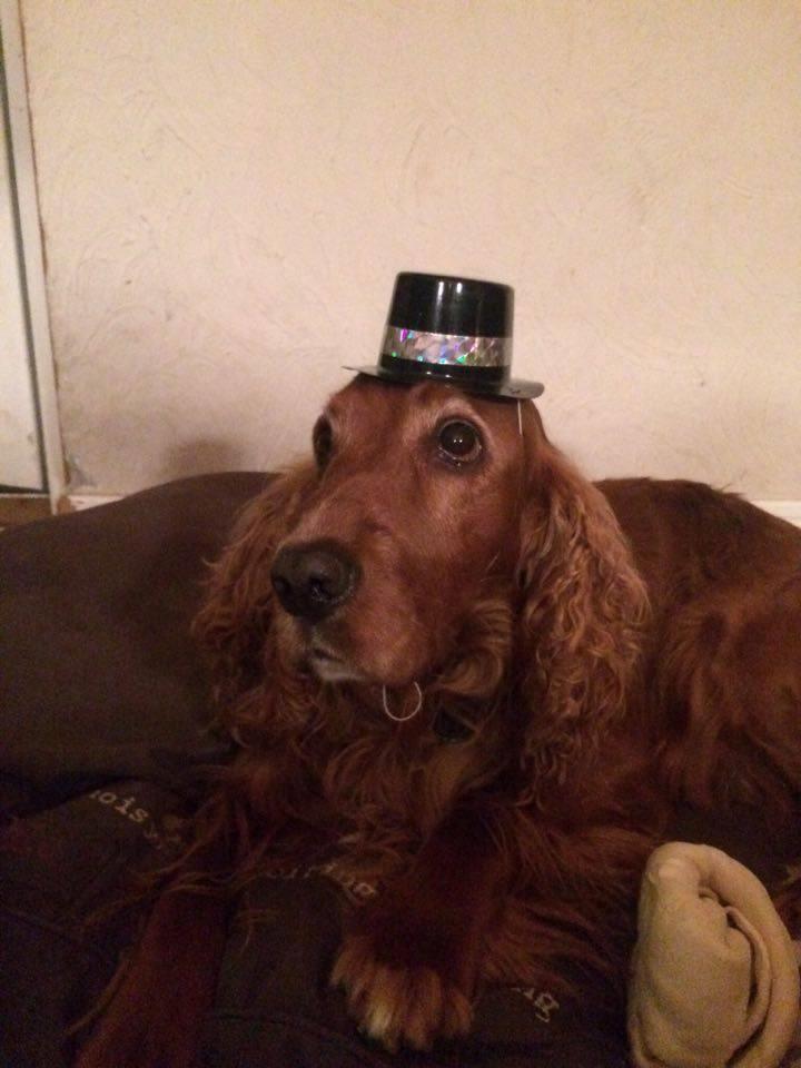 Cocker spaniel SMUT  billede 14