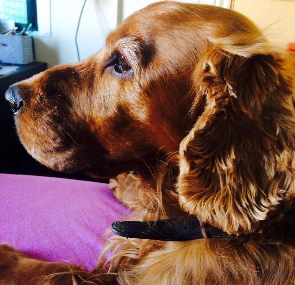 Cocker spaniel SMUT  billede 16