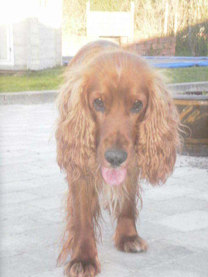 Cocker spaniel SMUT  billede 17