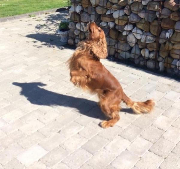 Cocker spaniel SMUT  billede 18