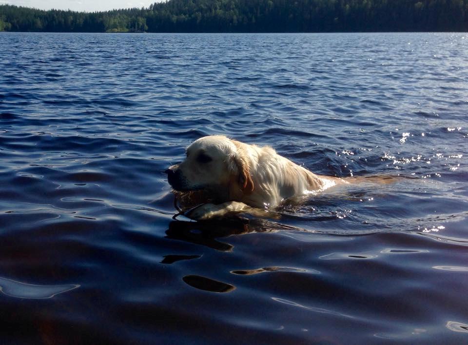 Golden retriever Sammy billede 3