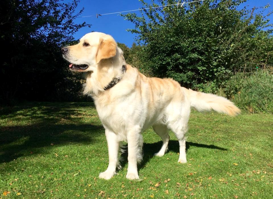 Golden retriever Sammy billede 1