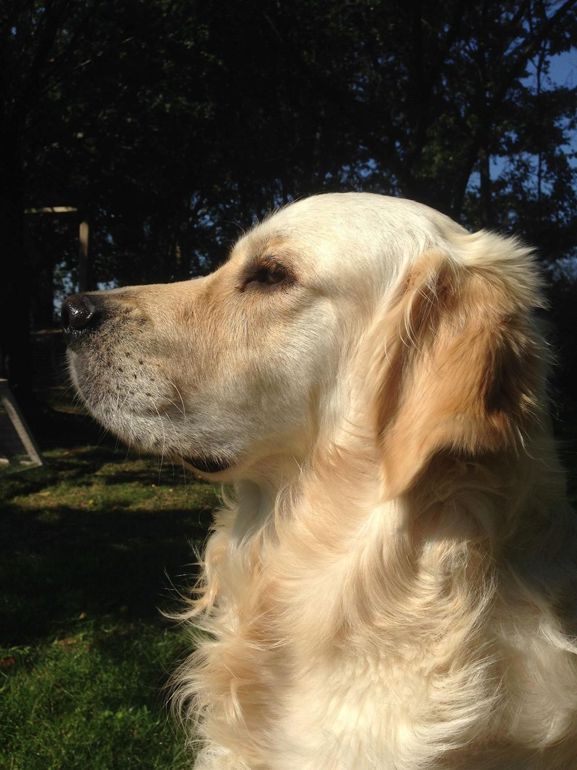 Golden retriever Sammy billede 10