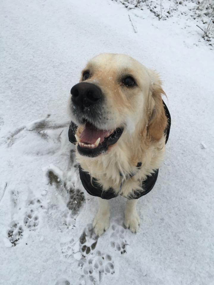 Golden retriever Sammy billede 11