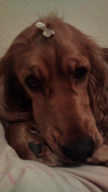 Cocker spaniel Sasha billede 10