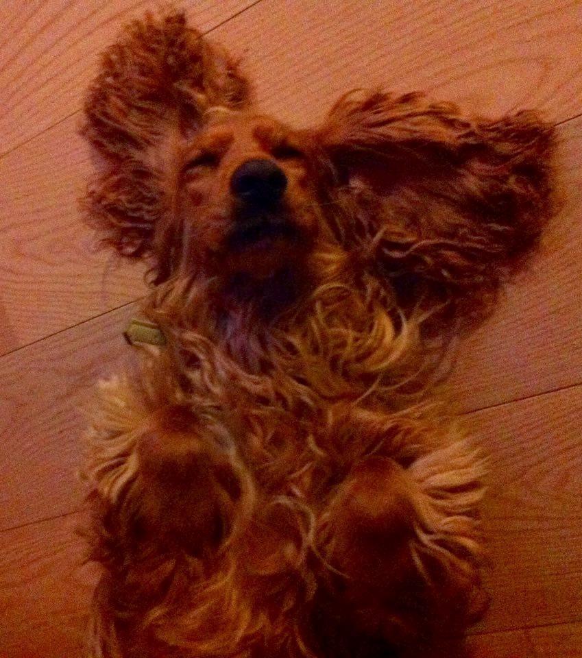 Cocker spaniel Sasha billede 11