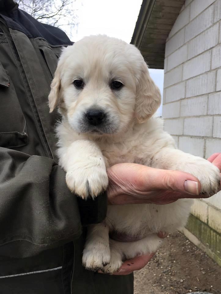 Golden retriever Woodstar Captain Janeway billede 1