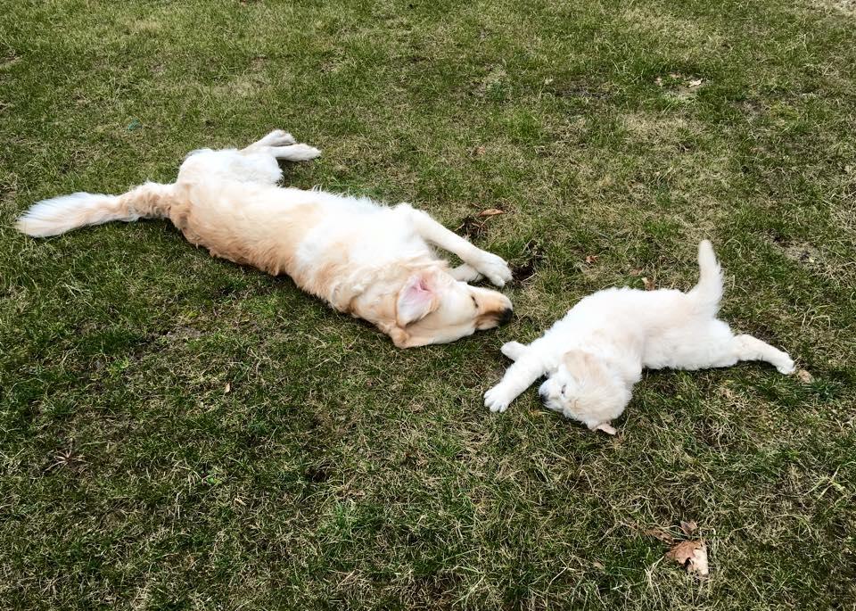 Golden retriever Woodstar Captain Janeway billede 11