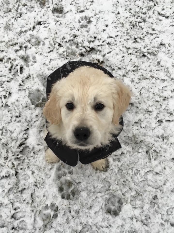 Golden retriever Woodstar Captain Janeway billede 4