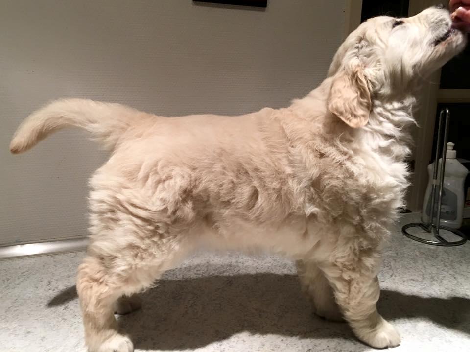 Golden retriever Woodstar Captain Janeway billede 5