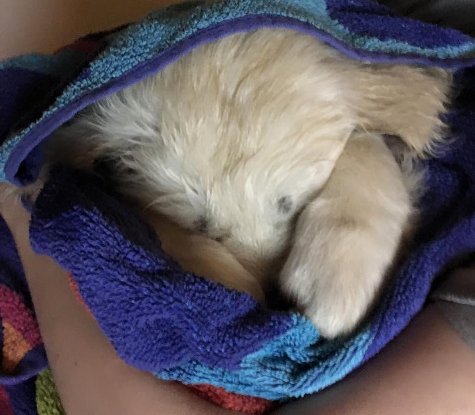 Golden retriever Woodstar Captain Janeway billede 10