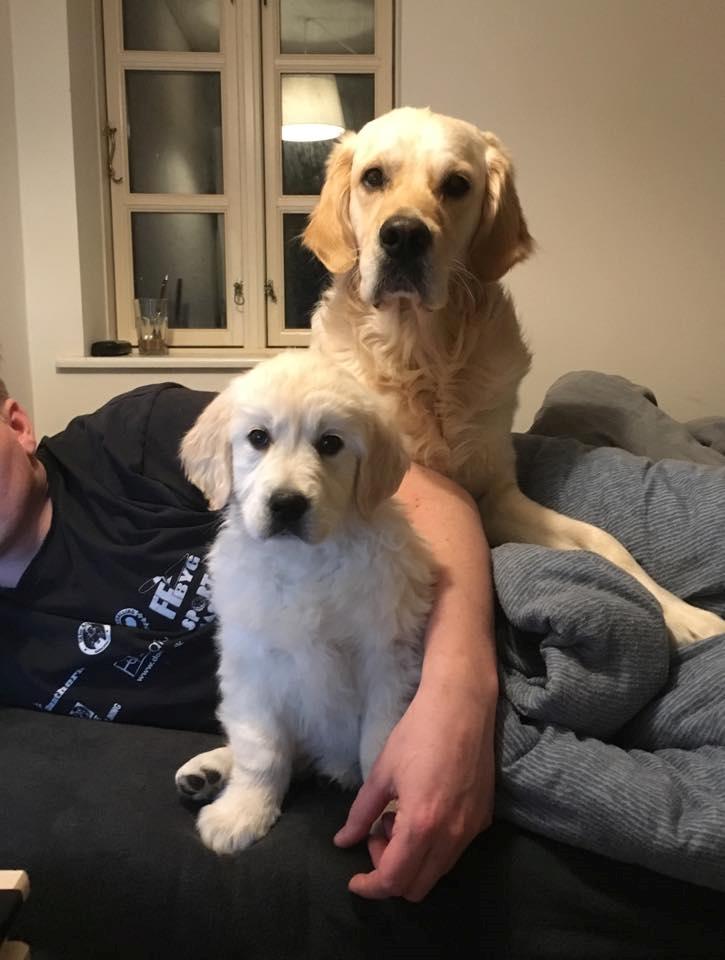 Golden retriever Woodstar Captain Janeway billede 6