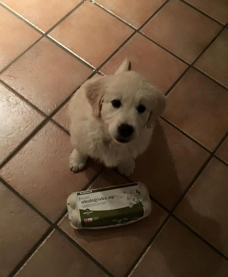 Golden retriever Woodstar Captain Janeway billede 7