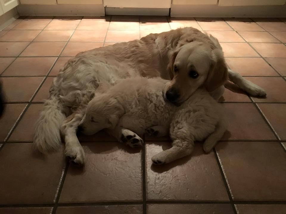 Golden retriever Woodstar Captain Janeway billede 8