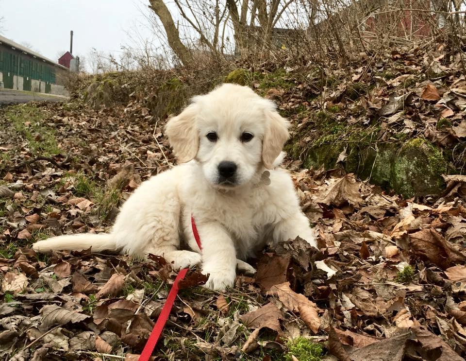 Golden retriever Woodstar Captain Janeway billede 2
