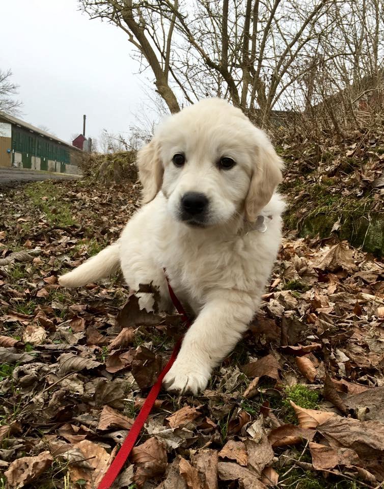 Golden retriever Woodstar Captain Janeway billede 9