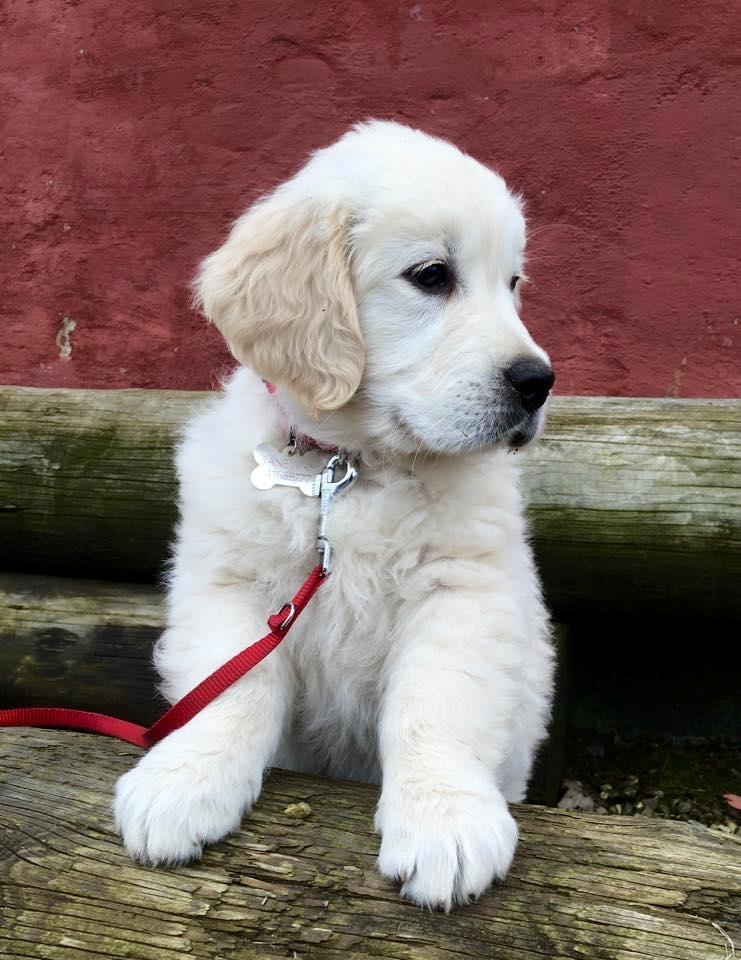 Golden retriever Woodstar Captain Janeway billede 3