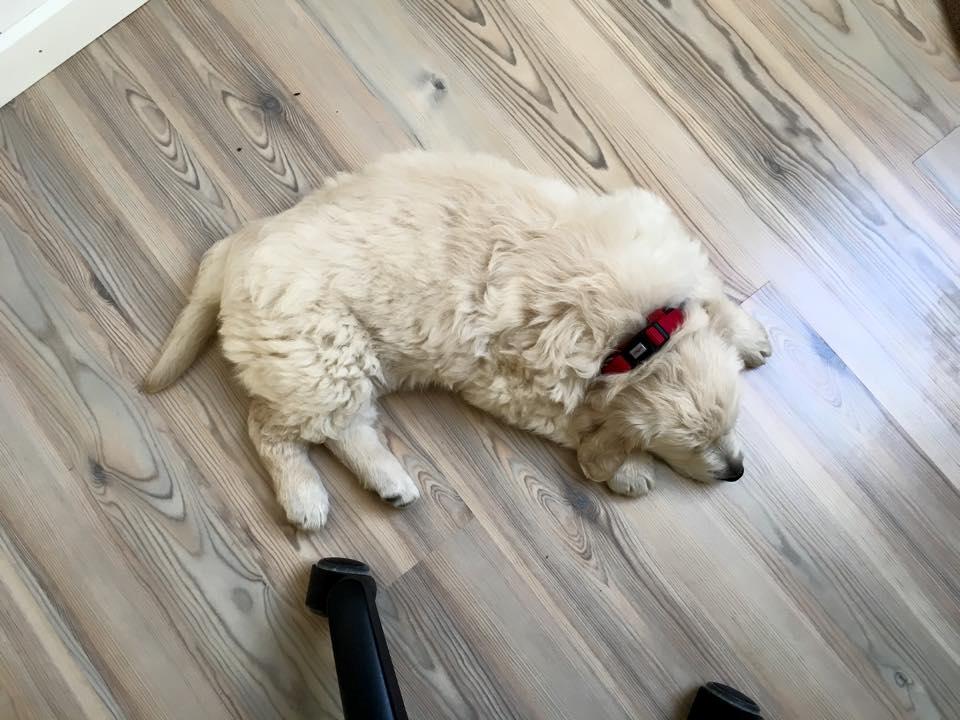 Golden retriever Woodstar Captain Janeway billede 12