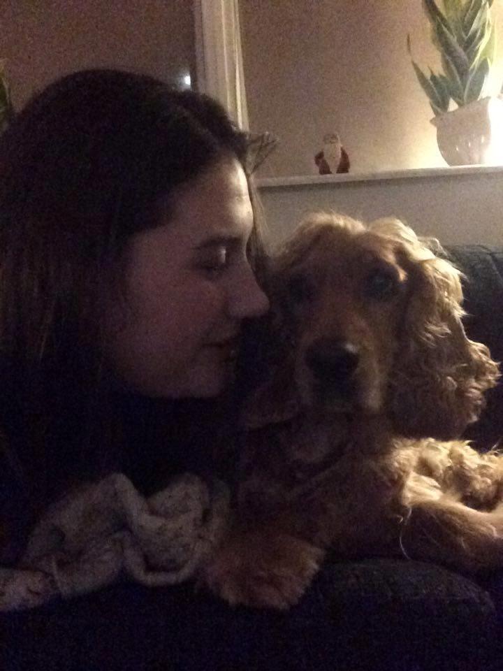 Cocker spaniel Sasha billede 13