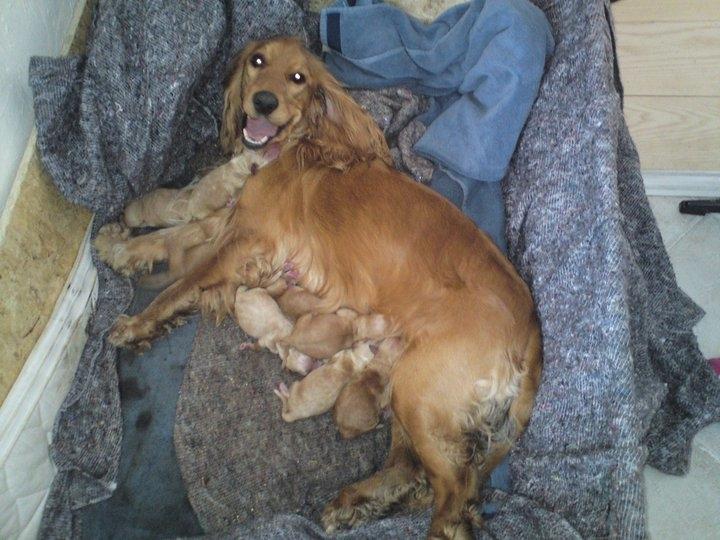 Cocker spaniel Sasha billede 14