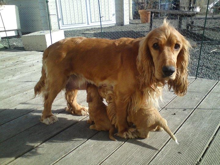 Cocker spaniel Sasha billede 15