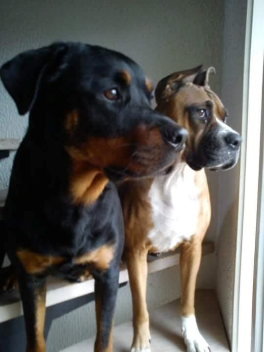 Rottweiler Leland de Sade-ness - Himmelhund billede 21