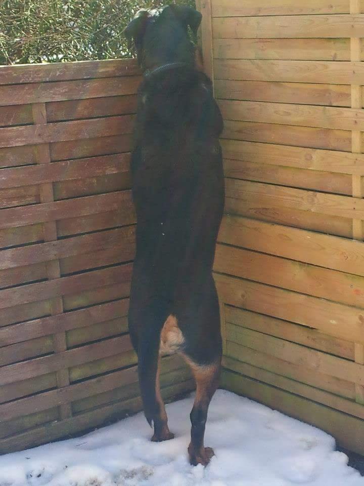 Rottweiler Leland de Sade-ness - Himmelhund - Sade kigger efter naboens tæve  billede 22