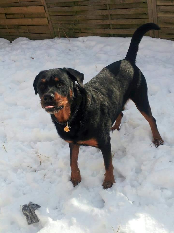 Rottweiler Leland de Sade-ness - Himmelhund billede 23