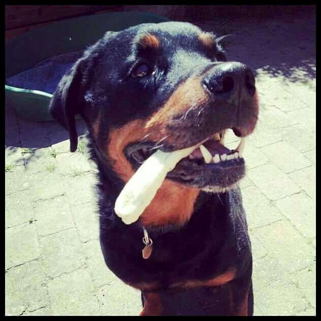 Rottweiler Leland de Sade-ness - Himmelhund billede 24