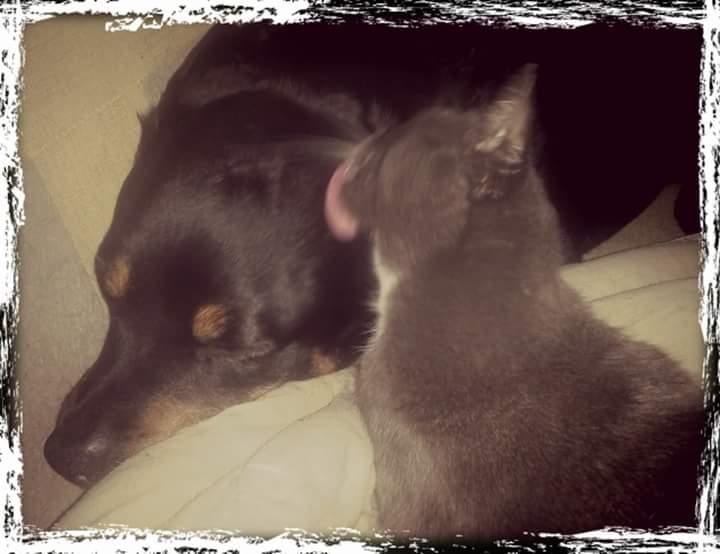 Rottweiler Leland de Sade-ness - Himmelhund billede 25