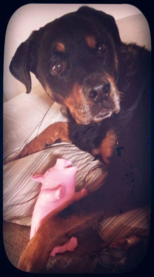 Rottweiler Leland de Sade-ness - Himmelhund - Sade med hans Møffe  billede 26