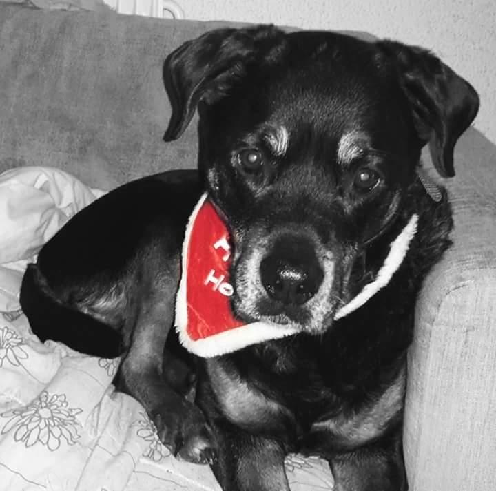 Rottweiler Leland de Sade-ness - Himmelhund billede 27