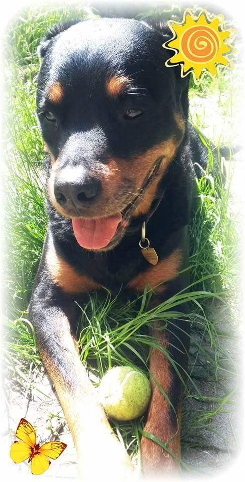 Rottweiler Leland de Sade-ness - Himmelhund billede 28