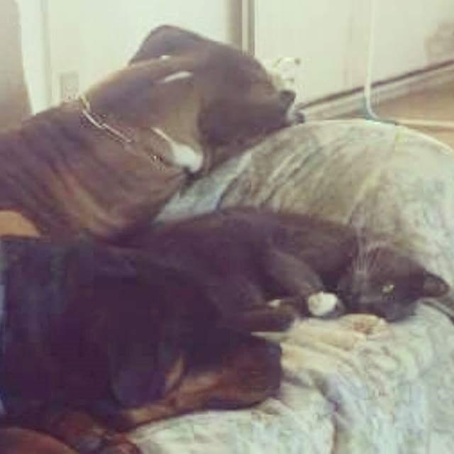 Rottweiler Leland de Sade-ness - Himmelhund billede 29