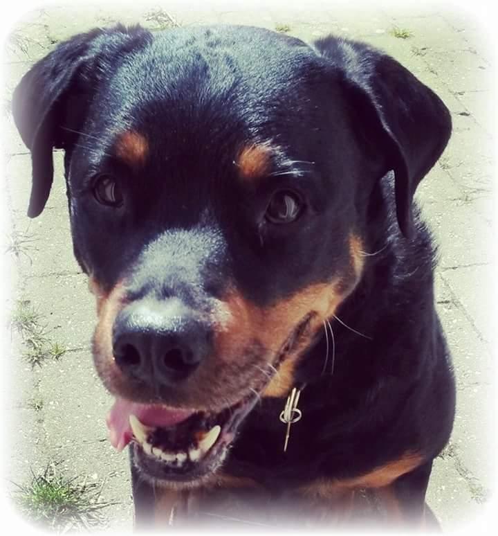 Rottweiler Leland de Sade-ness - Himmelhund billede 30