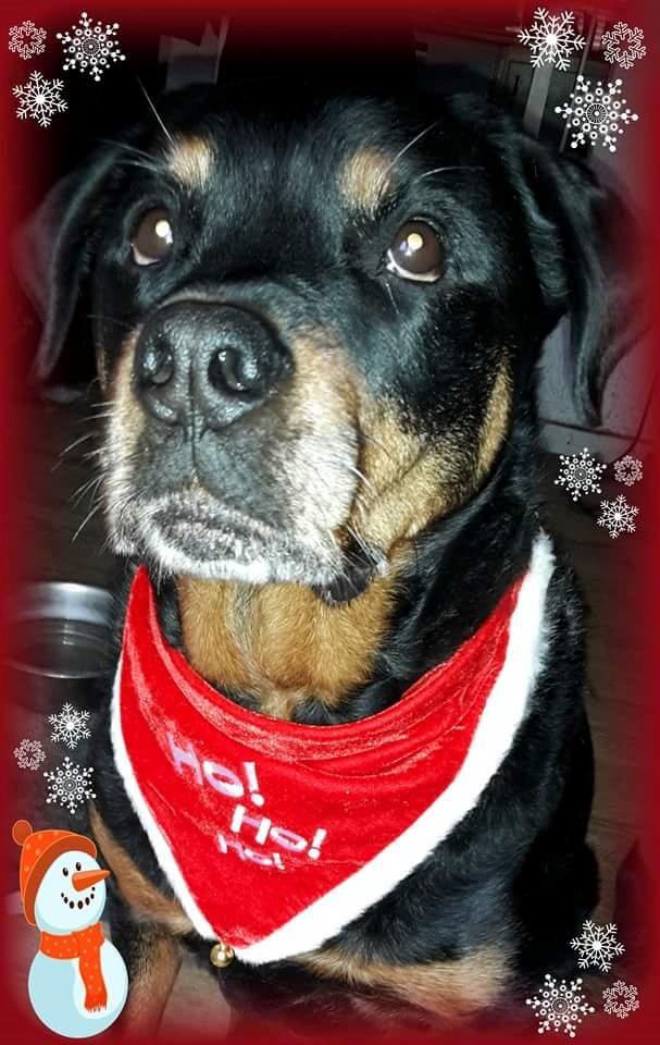 Rottweiler Leland de Sade-ness - Himmelhund - Sade er klar til December  billede 31