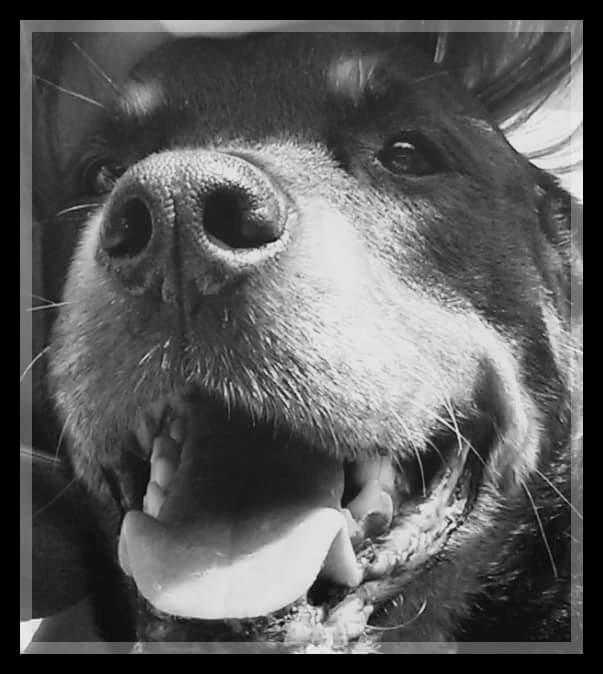 Rottweiler Leland de Sade-ness - Himmelhund billede 32