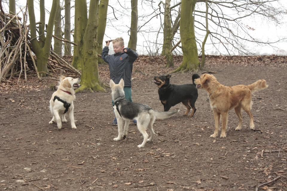 Alaskan husky Skæbnens Cille *RIP* billede 16