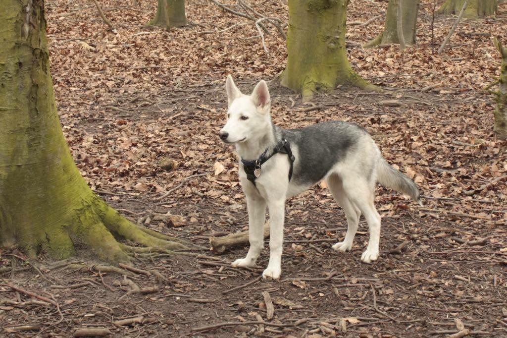 Alaskan husky Skæbnens Cille *RIP* billede 19