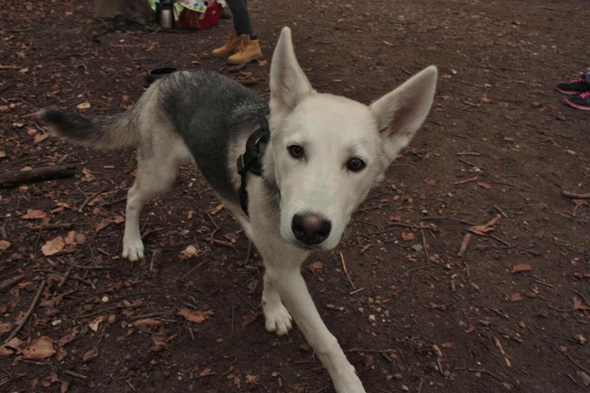 Alaskan husky Skæbnens Cille *RIP* billede 22