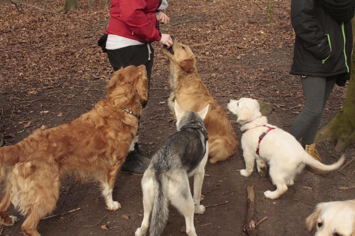 Alaskan husky Skæbnens Cille *RIP* billede 25