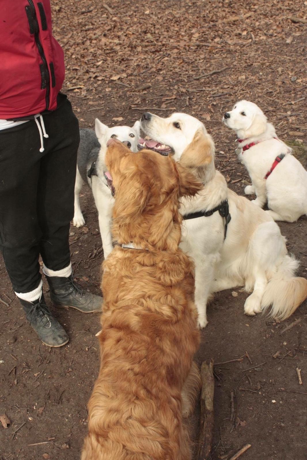 Alaskan husky Skæbnens Cille *RIP* billede 26