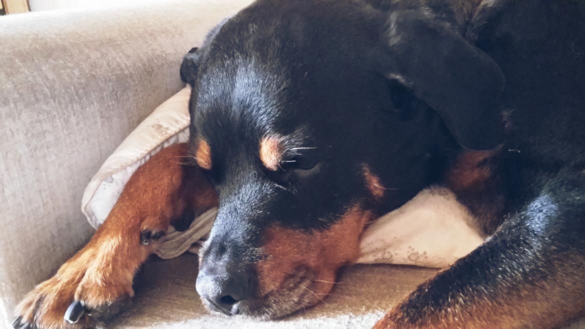 Rottweiler Leland de Sade-ness - Himmelhund - Træt hund  billede 33