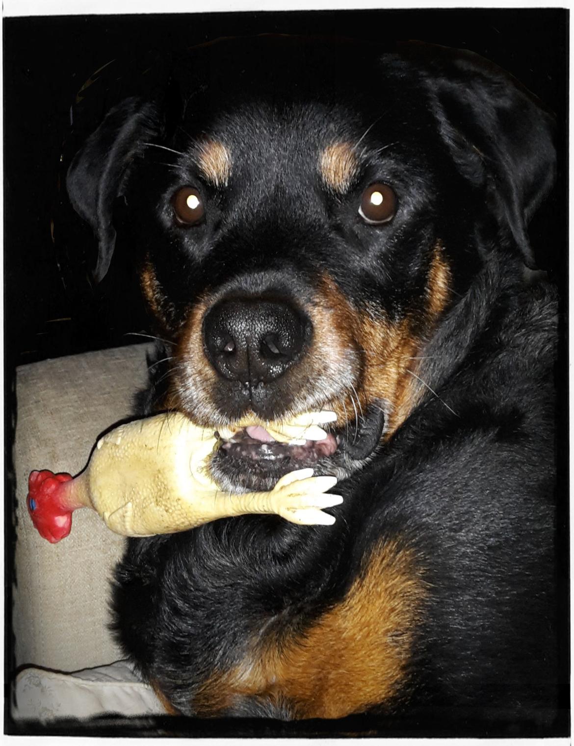 Rottweiler Leland de Sade-ness - Himmelhund - Sade med hans højtelskede Kylle  billede 34