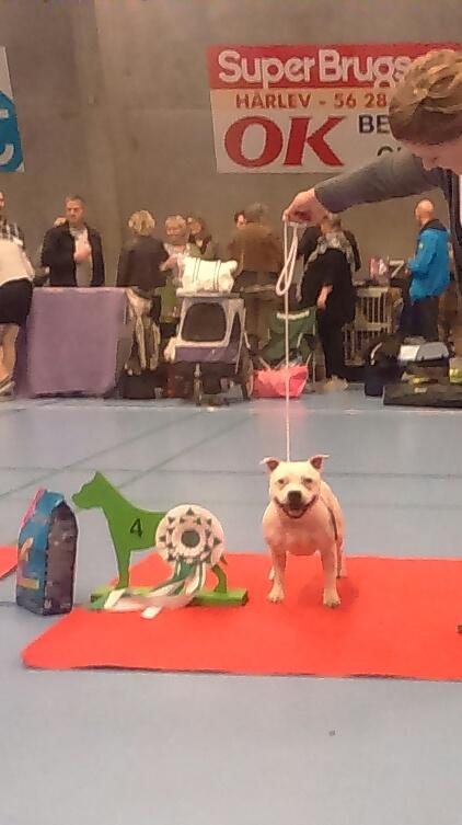 Staffordshire bull terrier Buddha billede 37