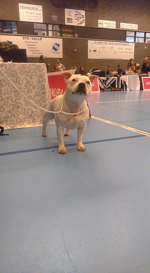 Staffordshire bull terrier Buddha billede 38