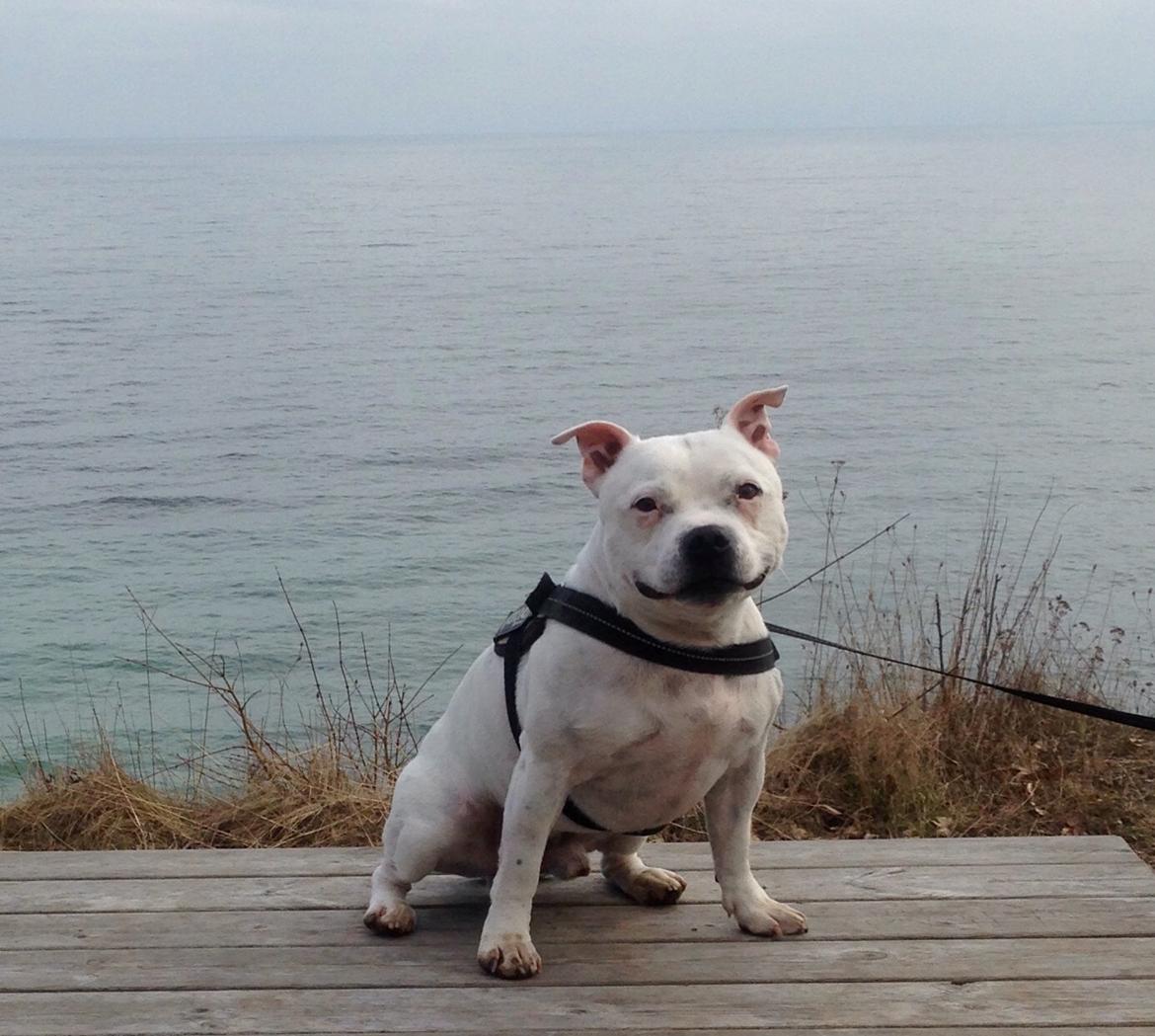 Staffordshire bull terrier Buddha billede 41