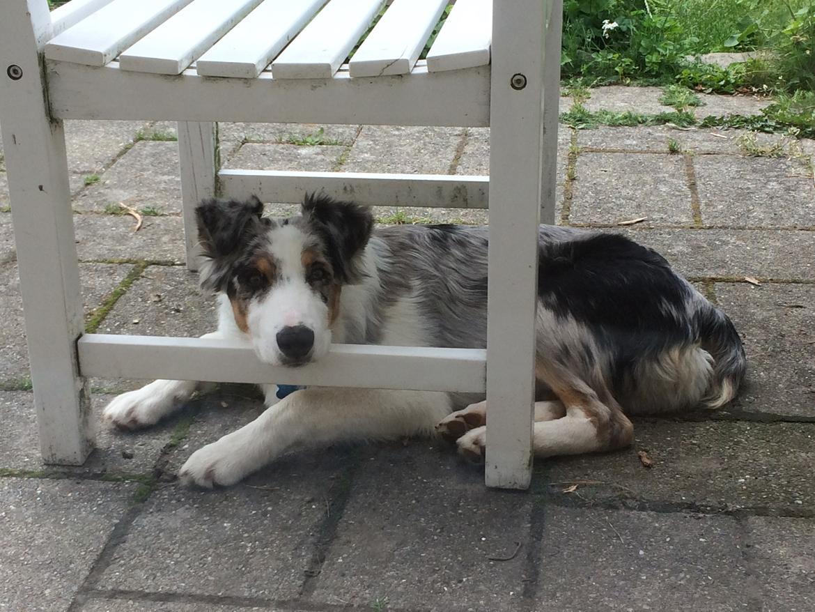 Australian shepherd Louis billede 1