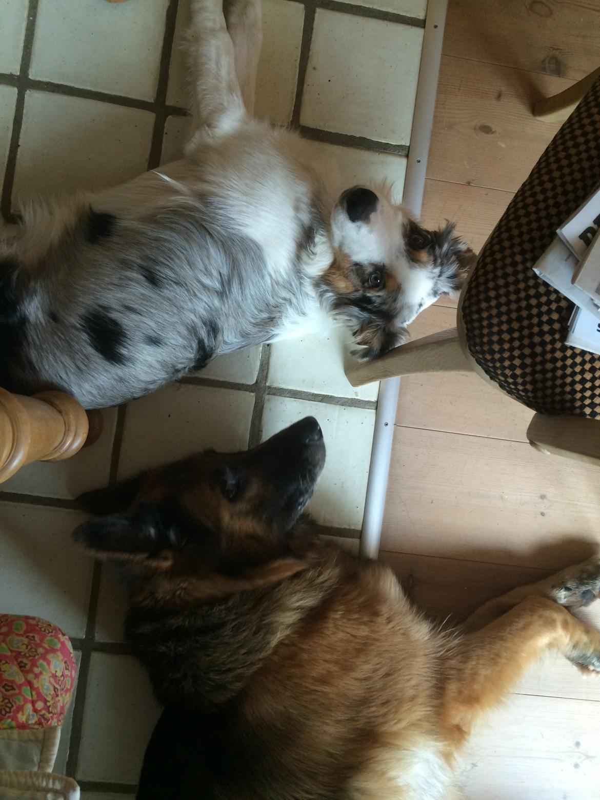 Australian shepherd Louis billede 2